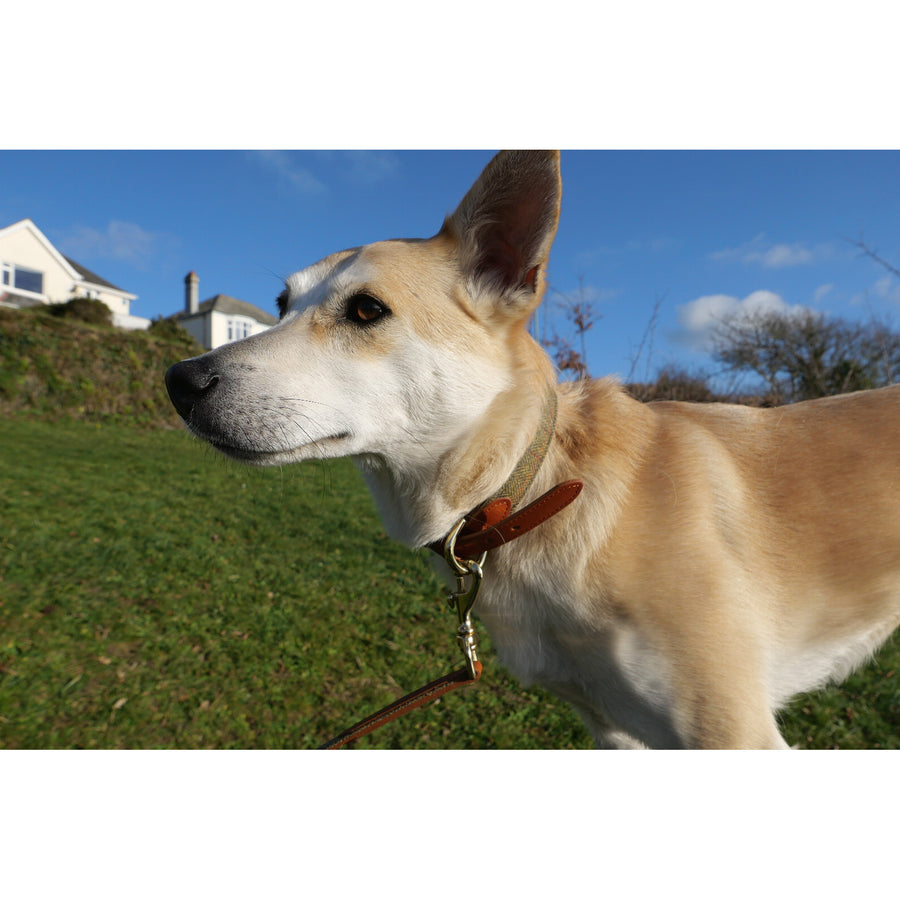 Product image for Herring Barney Dog Lead in tan and tweed