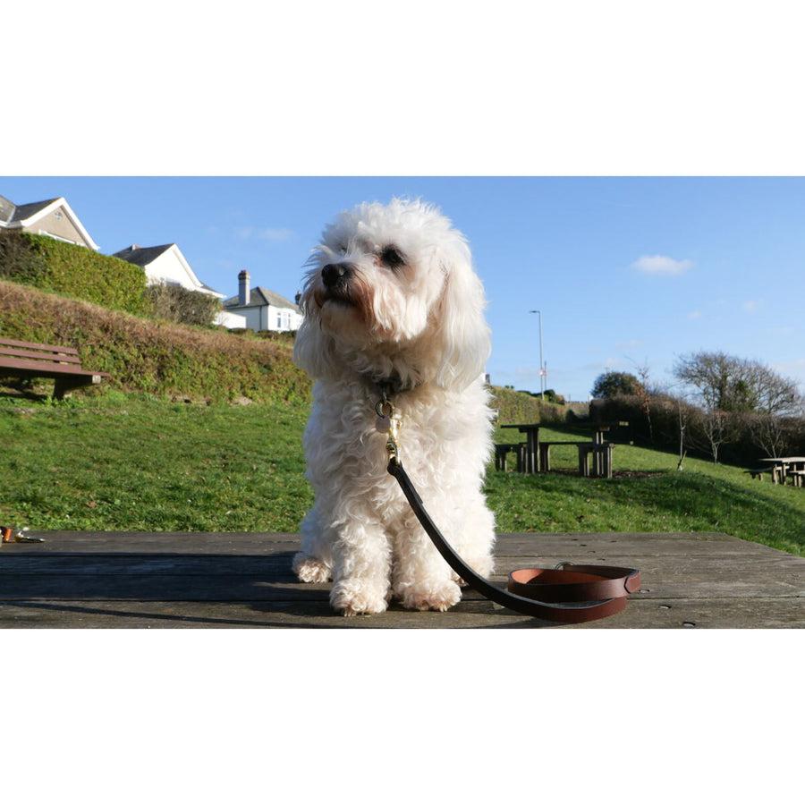Product image for Herring Petra Dog Lead in brown